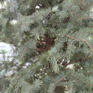 Smrek pichľavý (Picea Pungens) ´EDITH´ výška 350-400 cm, kont. C230L 